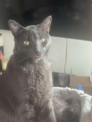 Lost Male Cat last seen La mesa, La Mesa, CA 91941
