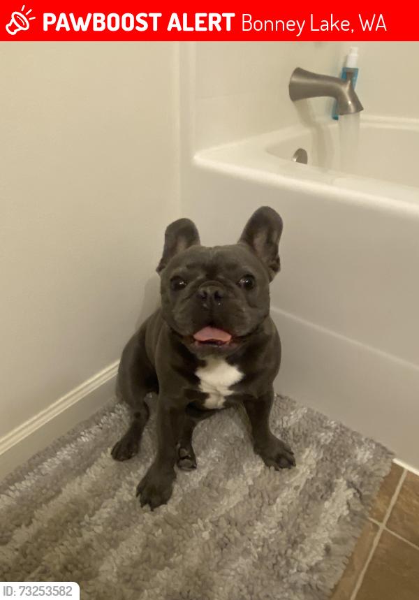 Lost Male Dog last seen Hwy 410, Bonney Lake, WA 98391
