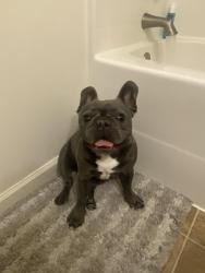 Lost Male Dog last seen Hwy 410, Bonney Lake, WA 98391