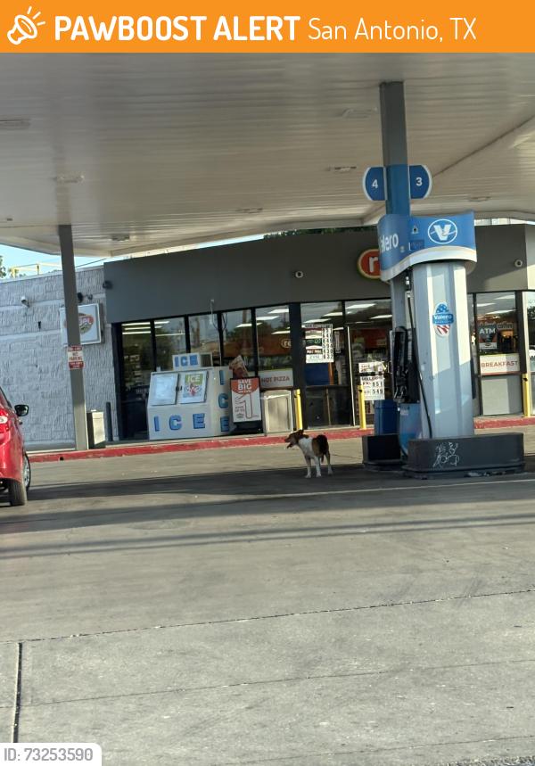 Found/Stray Unknown Dog last seen Hildebrand and Blanco at the Valero, San Antonio, TX 78212