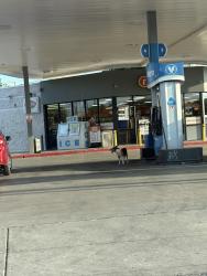 Found/Stray Unknown Dog last seen Hildebrand and Blanco at the Valero, San Antonio, TX 78212