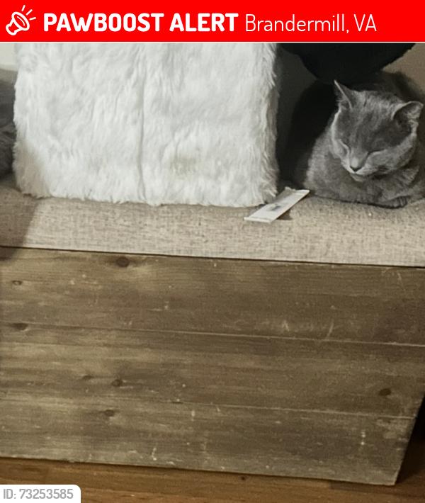 Lost Male Cat last seen Genito Rd, Brandermill, VA 23112
