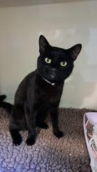 Reunited Female Cat last seen Mudchute Farm, Greater London, England E14 3HP