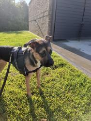 Reunited Female Dog last seen Partee hosp, Hendersonville, NC 28792