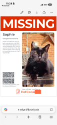 Lost Female Cat last seen Lackner and Keewatin, Kitchener, ON N2B 3P1
