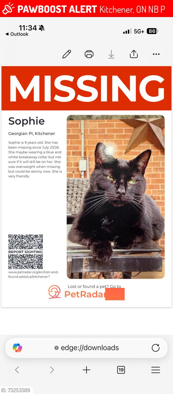 Lost Female Cat last seen Lackner and Keewatin, Kitchener, ON N2B 3P1