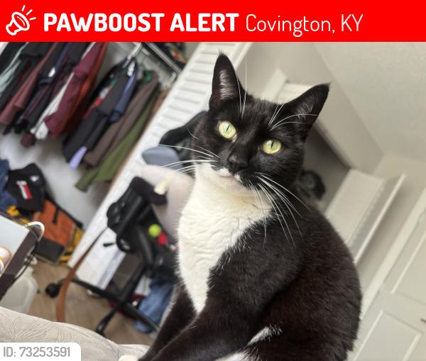 Lost Male Cat last seen Near w o street, Covington, KY 41011