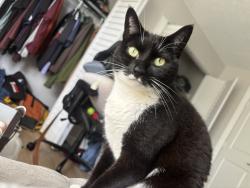 Lost Male Cat last seen Near w o street, Covington, KY 41011