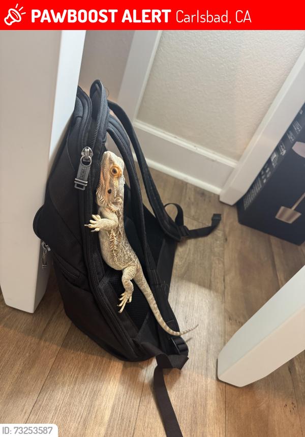 Lost Female Reptile last seen Corte Tomillo, La Costa Oaks, Carlsbad, Carlsbad, CA 92009