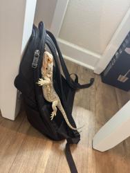 Lost Female Reptile last seen Corte Tomillo, La Costa Oaks, Carlsbad, Carlsbad, CA 92009