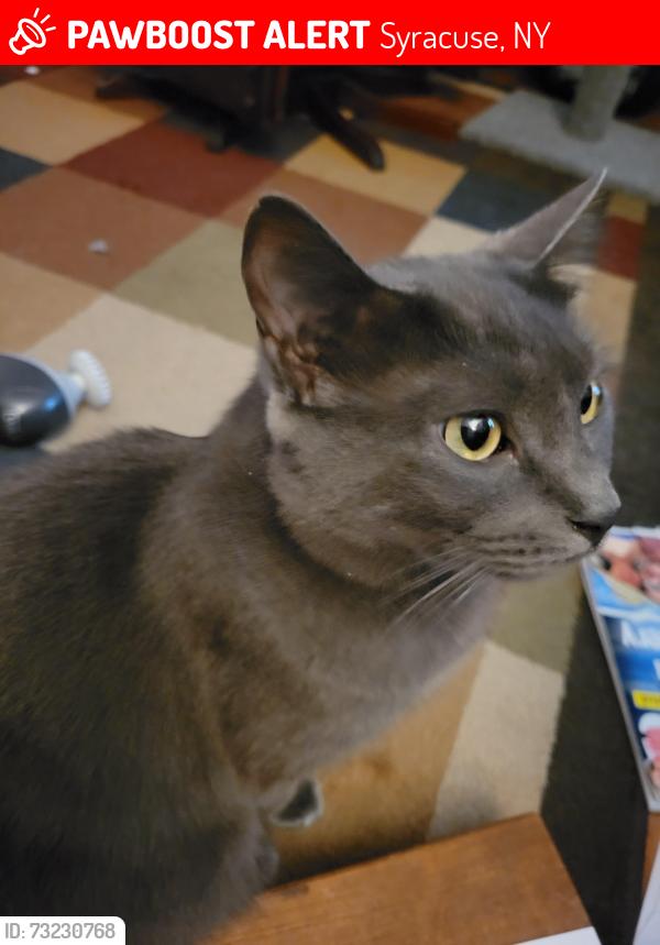 Lost Male Cat last seen Woodbine Ave and Glencove Road., Syracuse, NY 13206