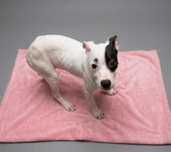 Shelter Stray Female Dog last seen Near Helen St, CITY, SC, 150 Dexter Rd, Spartanburg, SC 29303, USA