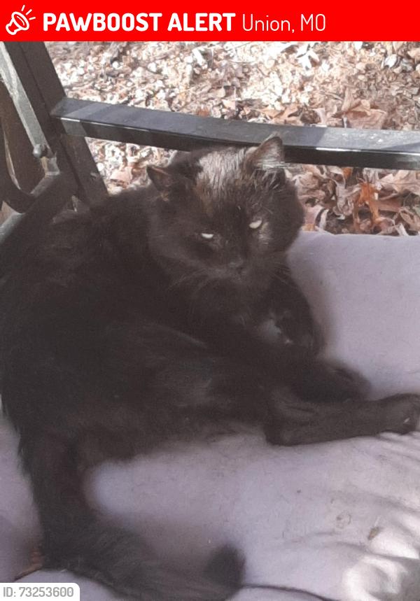 Lost Male Cat last seen Hidden Lane Union,MO 63084, Union, MO 63084