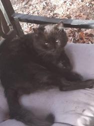 Lost Male Cat last seen Hidden Lane Union,MO 63084, Union, MO 63084