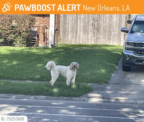 Found/Stray Unknown Dog last seen General Meyer and McArthur, New Orleans, LA 70131