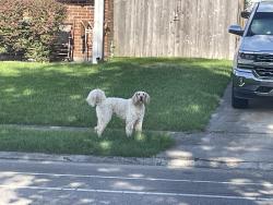 Found/Stray Unknown Dog last seen General Meyer and McArthur, New Orleans, LA 70131