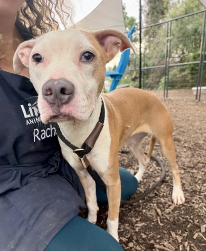 Shelter Stray Female Dog last seen Near Beacon Ct, 30294, GA, 3280 Chamblee Dunwoody Rd, Chamblee, GA 30341, USA