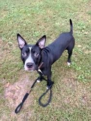 Shelter Stray Male Dog last seen Near Covington hwy Avondale Estates, GA 30002, 30002, GA, 3280 Chamblee Dunwoody Rd, Chamblee, GA 30341, USA
