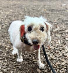 Shelter Stray Female Dog last seen Near peachtree rd ne chamblee ga 30341, 30341, GA, 3280 Chamblee Dunwoody Rd, Chamblee, GA 30341, USA
