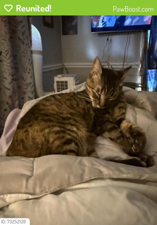 Reunited Female Cat last seen Cambridge St, Alvin, TX 77511