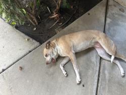Found/Stray Unknown Dog last seen Crenshaw and Oriole, Visalia, CA 93291