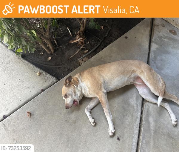 Found/Stray Unknown Dog last seen Crenshaw and Oriole, Visalia, CA 93291