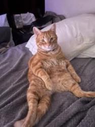 Lost Male Cat last seen Davidson St Weldon st, Gastonia, NC 28052