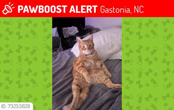 Lost Male Cat last seen Davidson St Weldon st, Gastonia, NC 28052