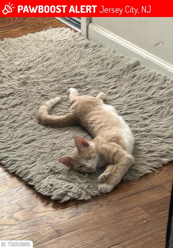 Lost Male Cat last seen grand st, colden st, 99 ranch., Jersey City, NJ 07302
