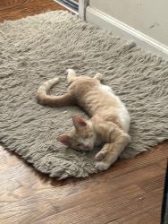 Lost Male Cat last seen grand st, colden st, 99 ranch., Jersey City, NJ 07302