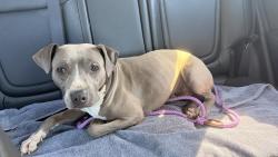 Found/Stray Male Dog last seen Darwin St, Hayward, CA 94545