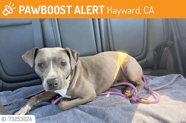 Found/Stray Male Dog last seen Darwin St, Hayward, CA 94545
