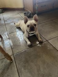 Found/Stray Male Dog last seen Valencia & Verdr, Apple Valley, CA 92308