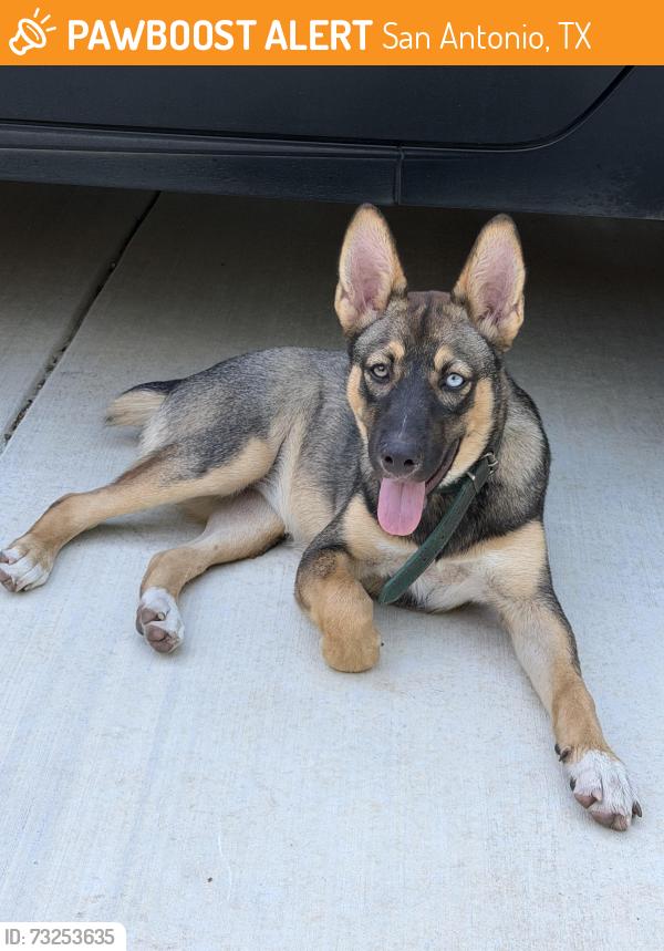 Found/Stray Female Dog last seen Zarzamora and Commerce, San Antonio, TX 78207