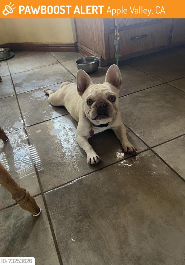 Found/Stray Male Dog last seen Valencia & Verdr, Apple Valley, CA 92308