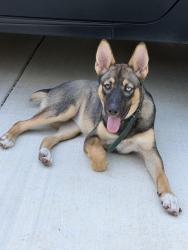 Found/Stray Female Dog last seen Zarzamora and Commerce, San Antonio, TX 78207