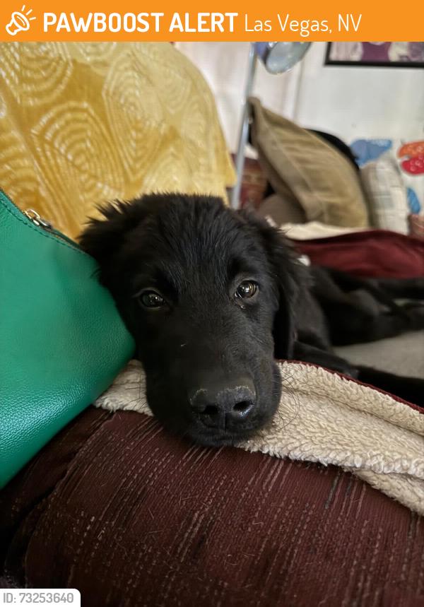 Found/Stray Male Dog last seen Spencer/Harmon, Las Vegas, NV 89119