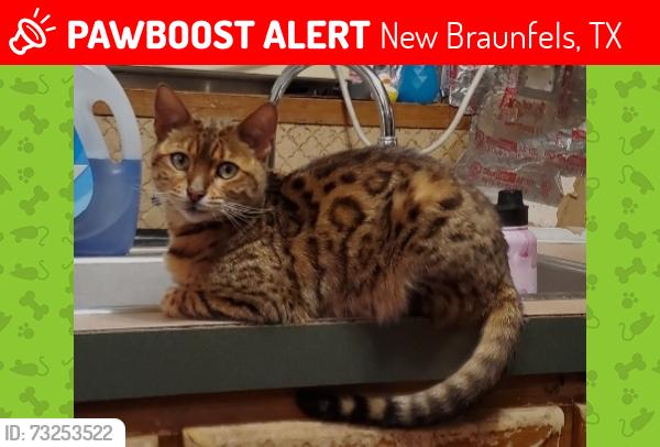 Lost Female Cat last seen Near Wald Rd country village, New Braunfels, TX 78132