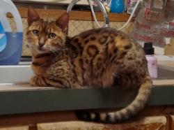 Lost Female Cat last seen Near Wald Rd country village, New Braunfels, TX 78132