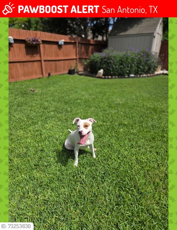 Lost Female Dog last seen Palmetto way and Lexi Petal, San Antonio, TX 78253
