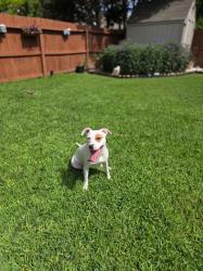 Lost Female Dog last seen Palmetto way and Lexi Petal, San Antonio, TX 78253
