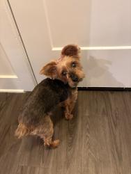 Reunited Male Dog last seen Near Druid Way, Lutz, FL 33548, USA, Lutz, FL 33548
