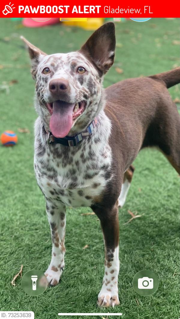 Lost Female Dog last seen Nw 75th st and 12th ave, Gladeview, FL 33150