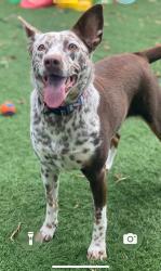 Lost Female Dog last seen Nw 75th st and 12th ave, Gladeview, FL 33150