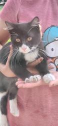 Found/Stray Unknown Cat last seen Warner bristol, Santa Ana, CA 92707