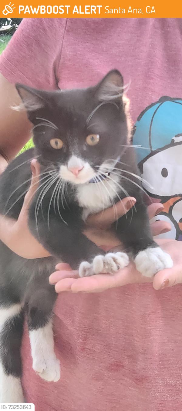 Found/Stray Unknown Cat last seen Warner bristol, Santa Ana, CA 92707