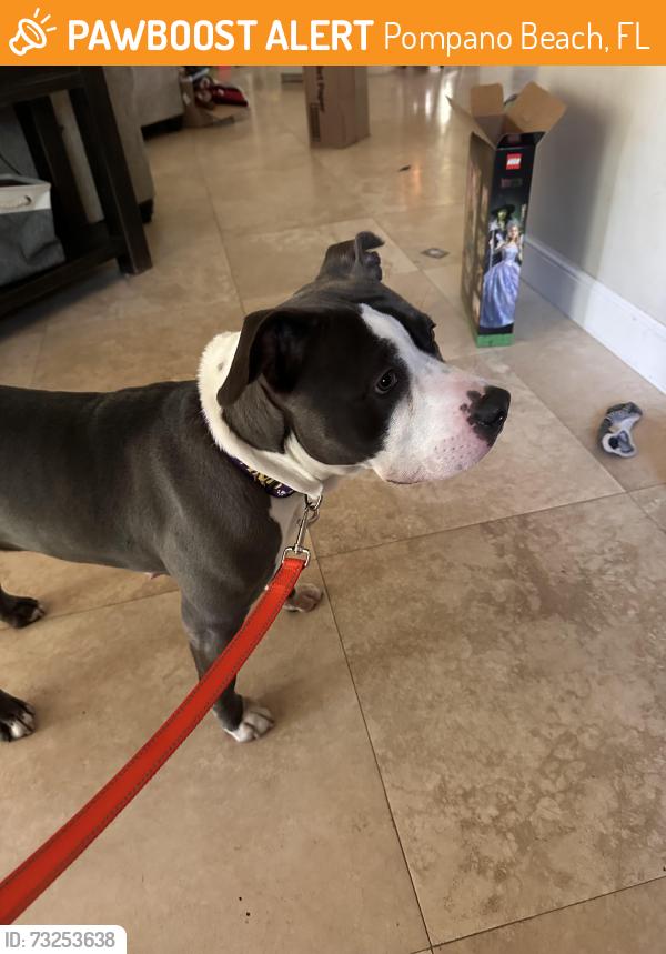 Found/Stray Female Dog last seen Kester Park, Pompano Beach, FL 33060