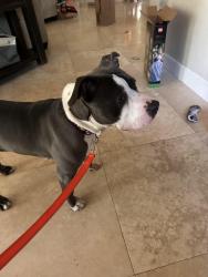 Found/Stray Female Dog last seen Kester Park, Pompano Beach, FL 33060