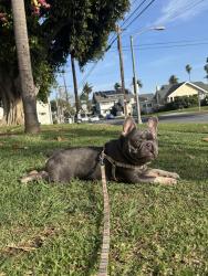 Reunited Male Dog last seen Almaden rd quick silver museum, San Jose, CA 95120