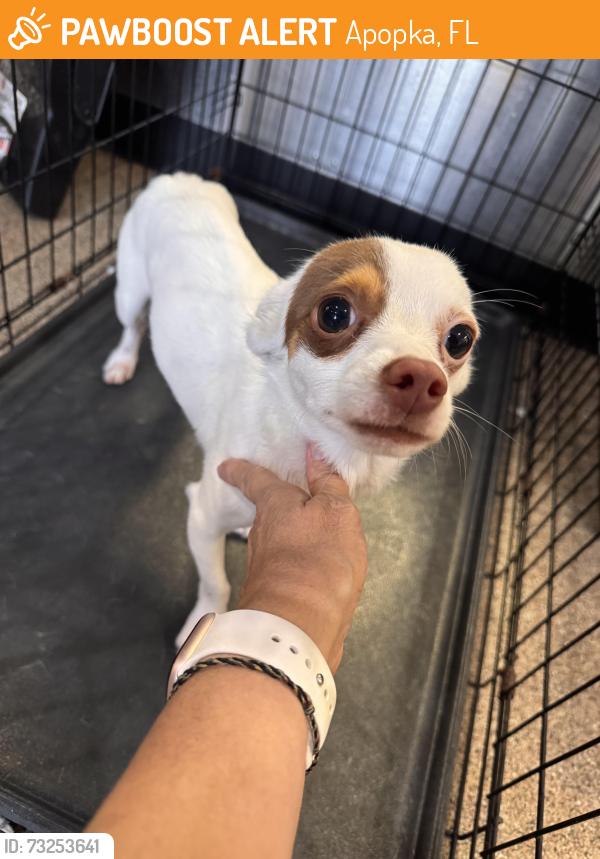 Found/Stray Male Dog last seen Lake McCoy Rd & Hickory Court, Apopka, Apopka, FL 32712